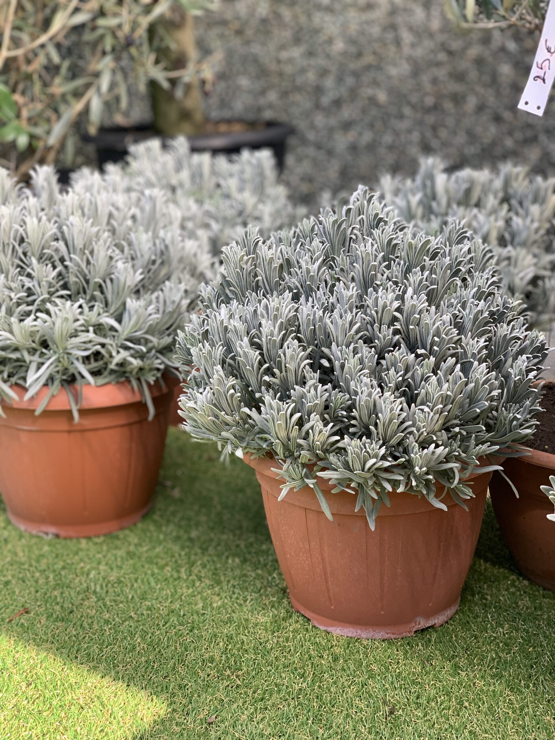 Lavendel - Image 3
