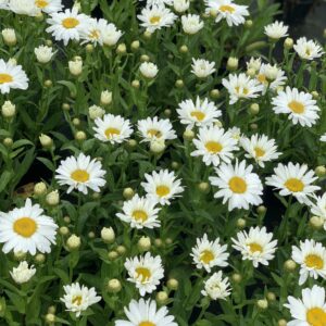 Leucanthemum Superbum - Reuzenmargriet