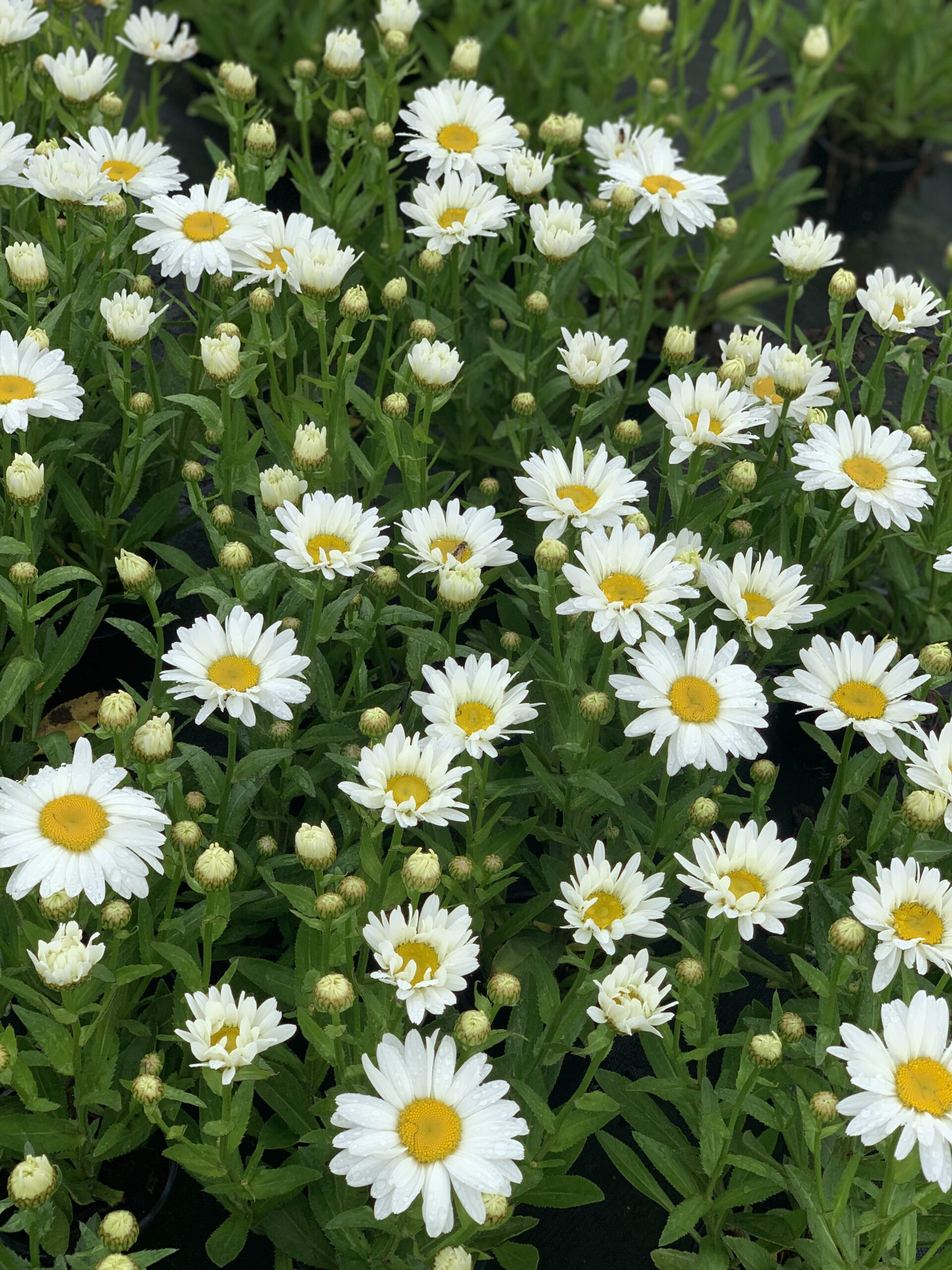 Leucanthemum Superbum - Reuzenmargriet