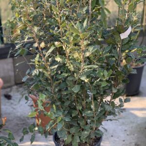 Quercus Alex struikvorm - Steeneik