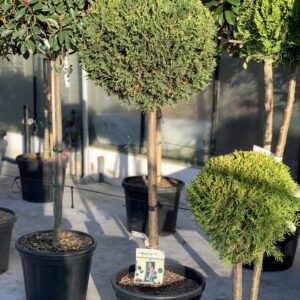 Cupressocyparis Leylandii Castlewellan Gold op stam 160cm