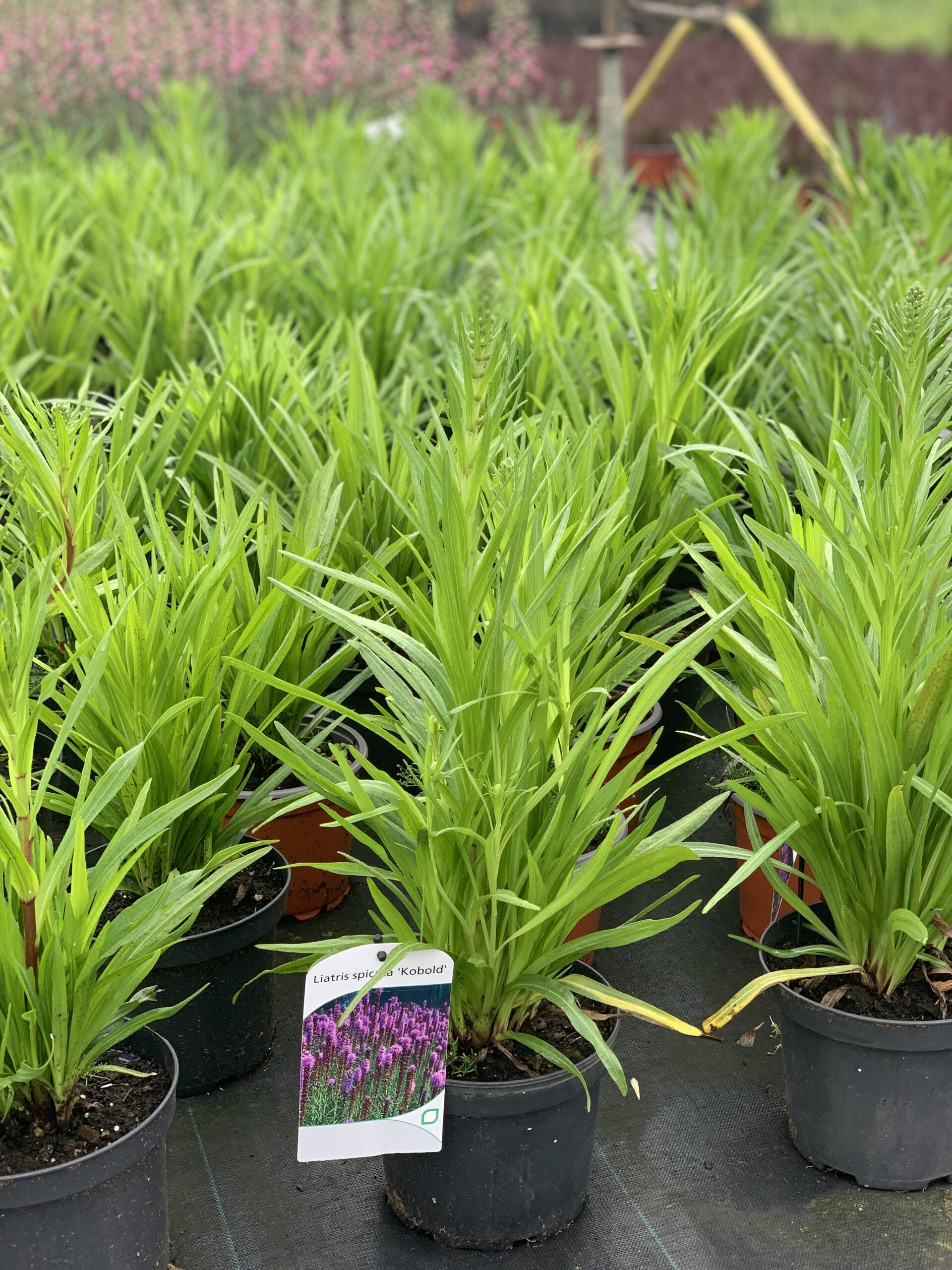 Liatris Spicata Kobold - Image 2