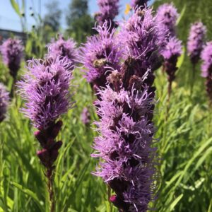 Liatris Spicata Kobold