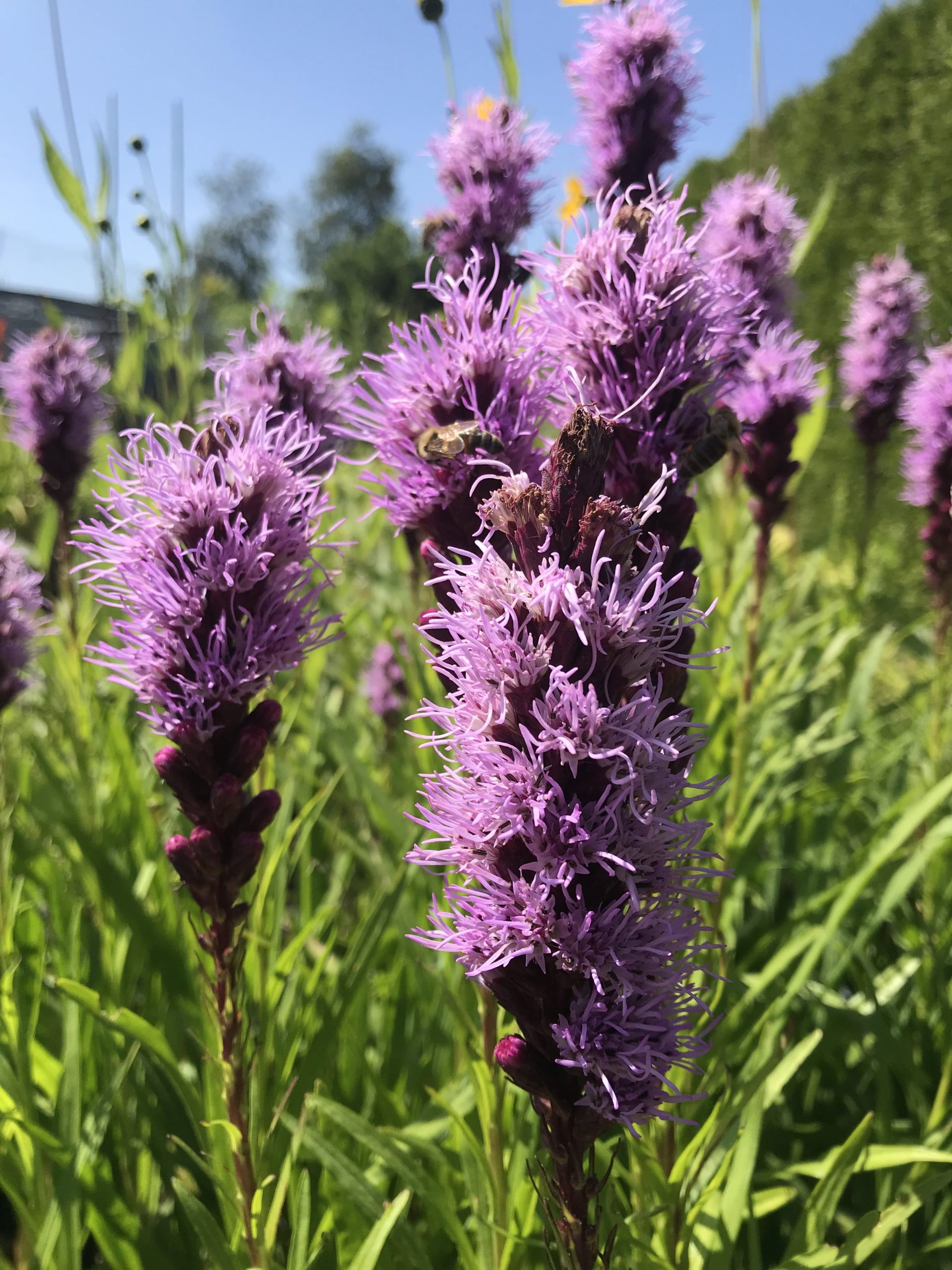 Liatris Spicata Kobold