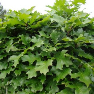Quercus Palustris Green Dwarf - Bol Moeraseik