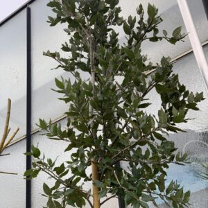 Quercus ilex - Steeneik