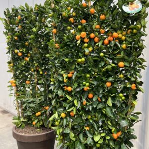 Calamandino op kader in terraspot - Citrus Mitis Calamondin met terraspot
