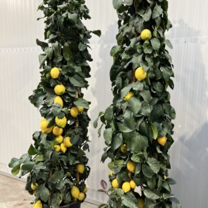 Citroenboom piramide - Citrus Limonum 210cm