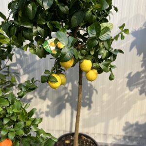 Citroenboom - Citrus Limonum 170 cm