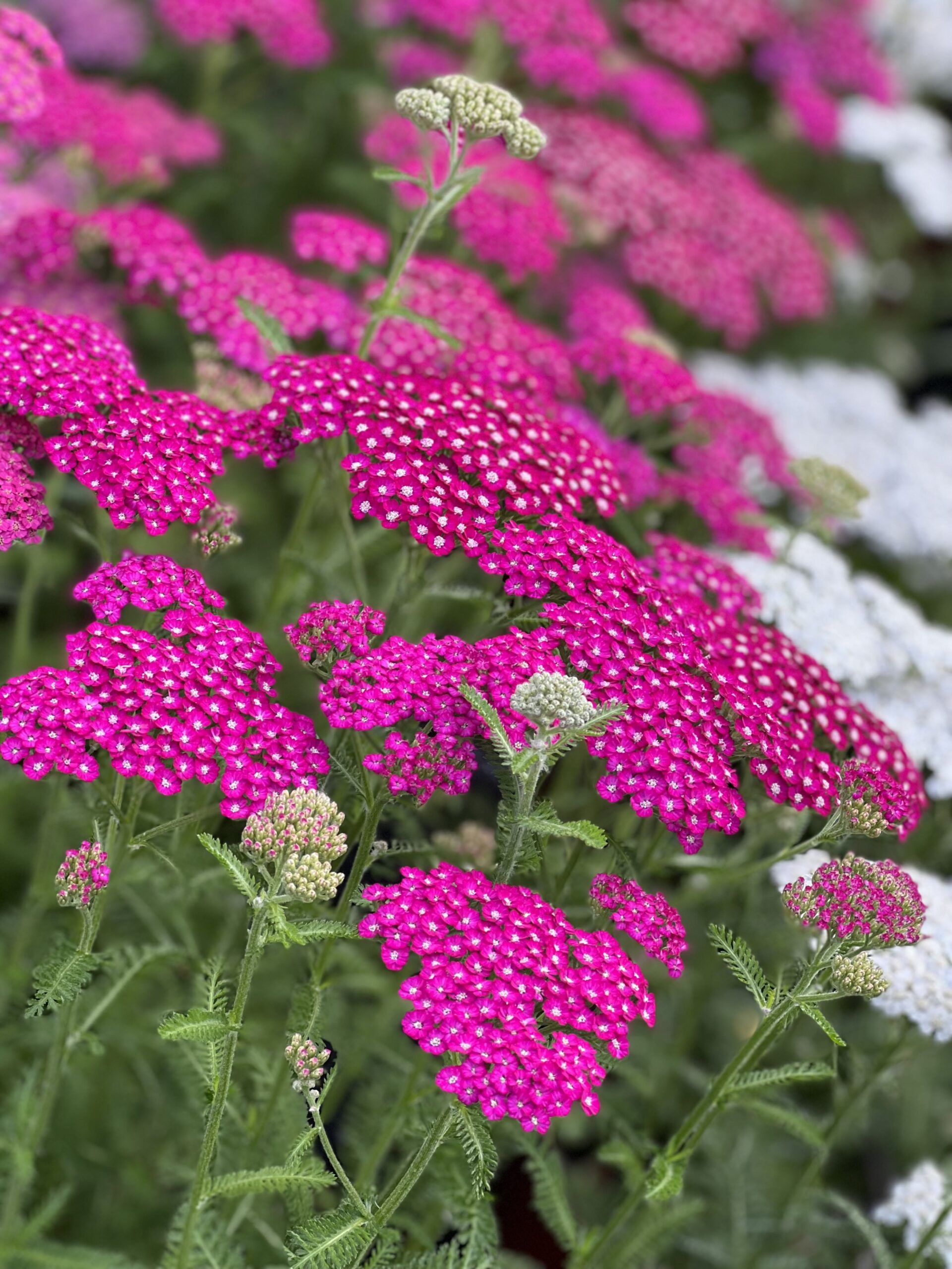 Achillea Millefolium Tutti Frutti pot 17 - Duizendblad - Image 2