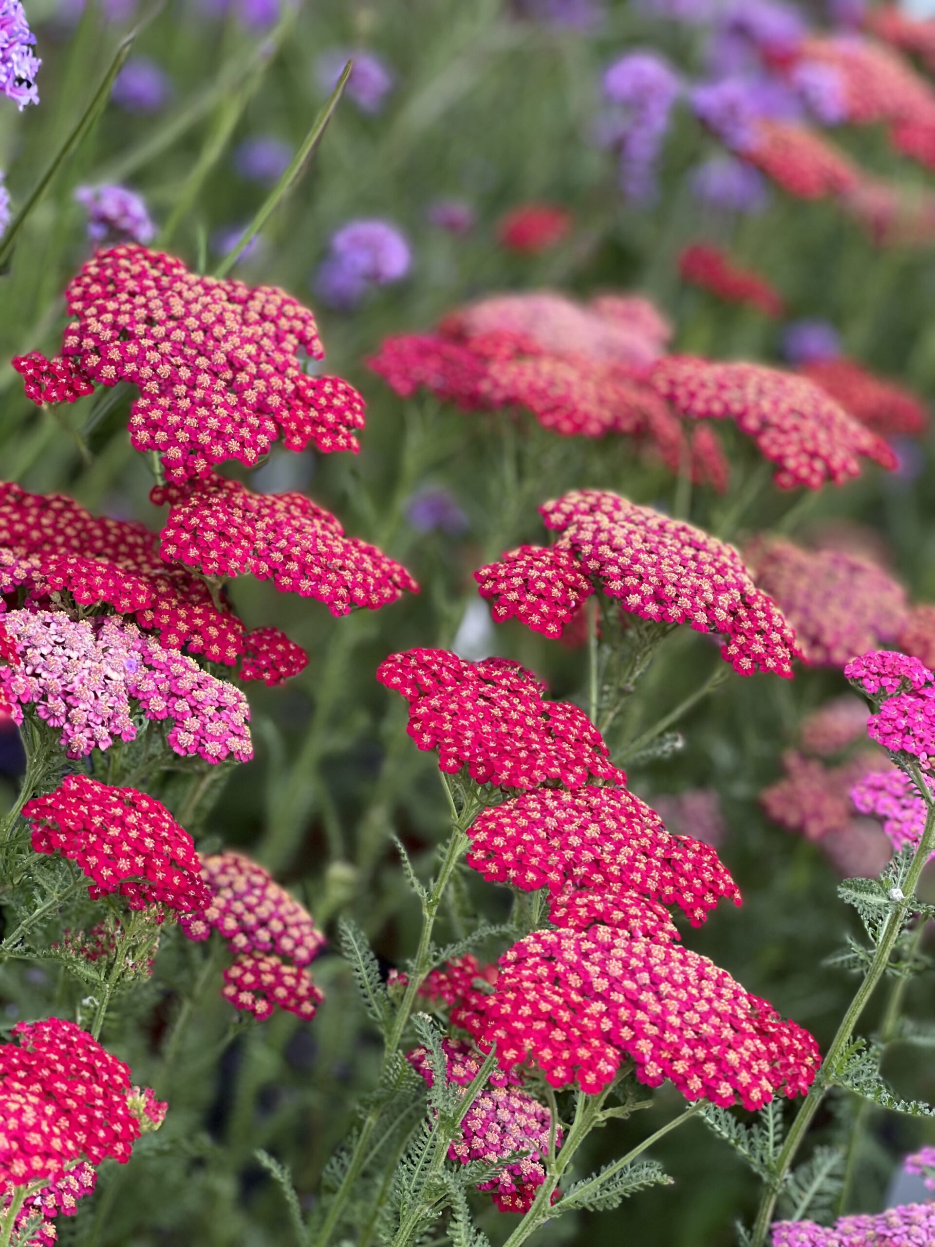Achillea Millefolium Tutti Frutti pot 17 - Duizendblad - Image 3