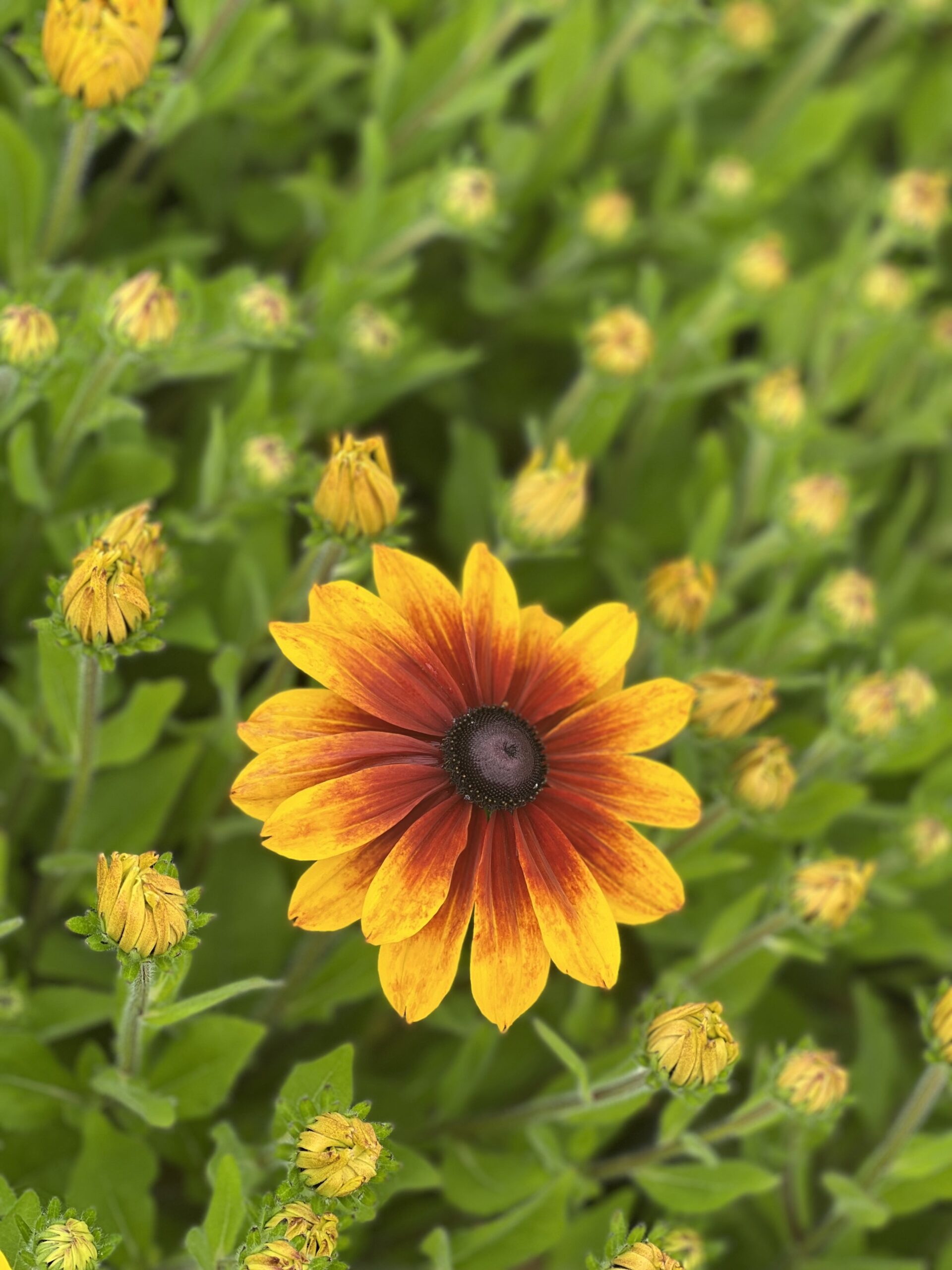 Rudbeckia Sunbeckia - - Image 2