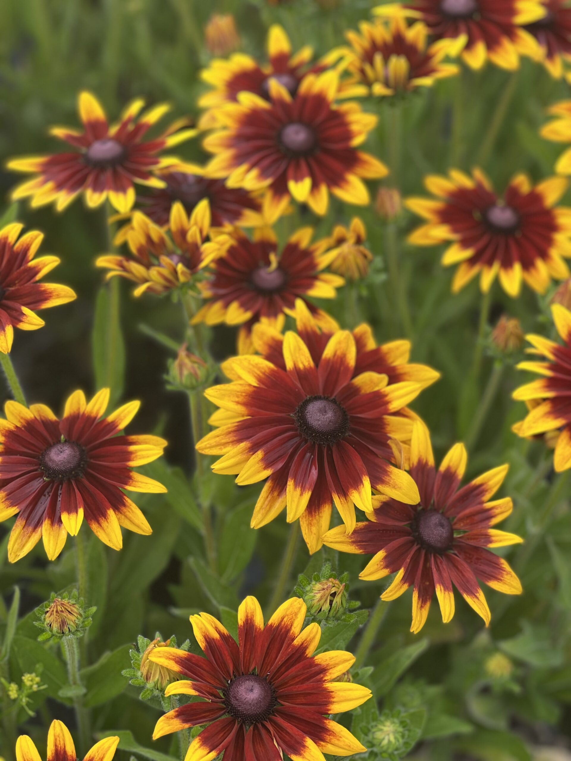 Rudbeckia Sunbeckia - - Image 4