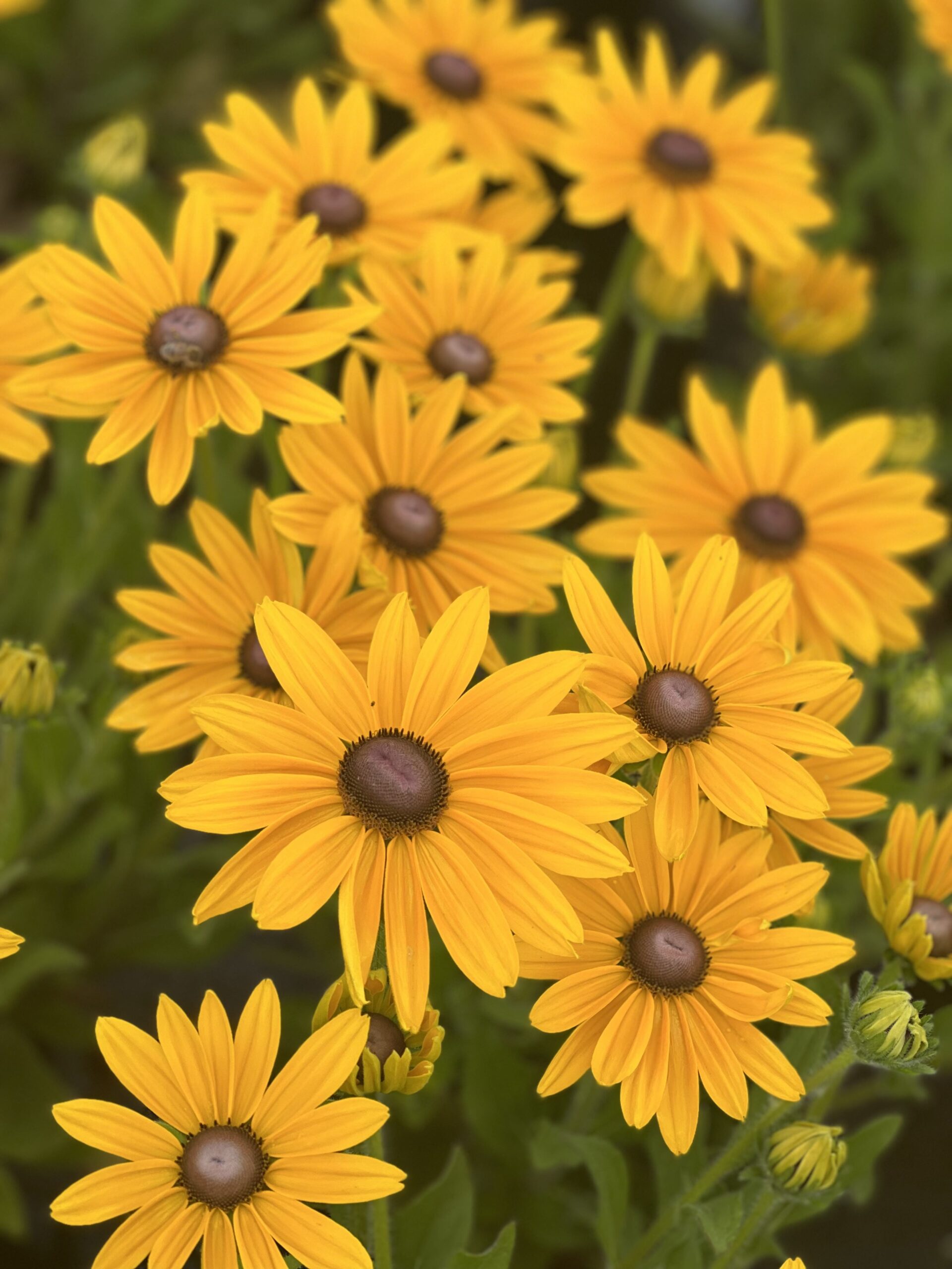 Rudbeckia Sunbeckia - - Image 3