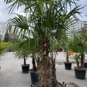 Trachycarpus Fortunei - Winterharde palmboom 3 stam 90cm