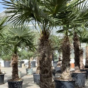 Trachycarpus Fortunei - Winterharde palmboom stam 110cm