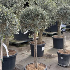Olea Europaea - Winterharde olijfboom 130cm