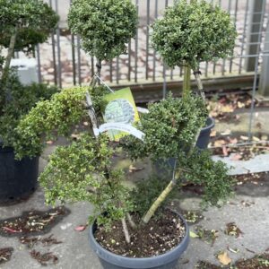 Ilex Crenata Kinme Bonsai 105cm
