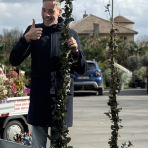 Trachelospermum jasminoides - Toscaanse sterjasmijn op stok 185cm
