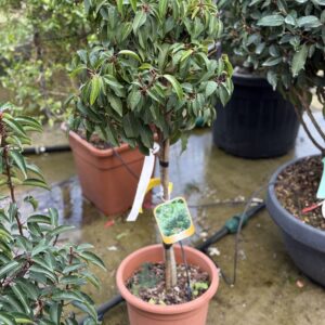 Prunus Lusitanica op stam 110cm