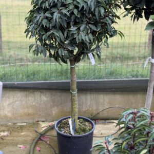 Prunus Lusitanica op stam 135cm
