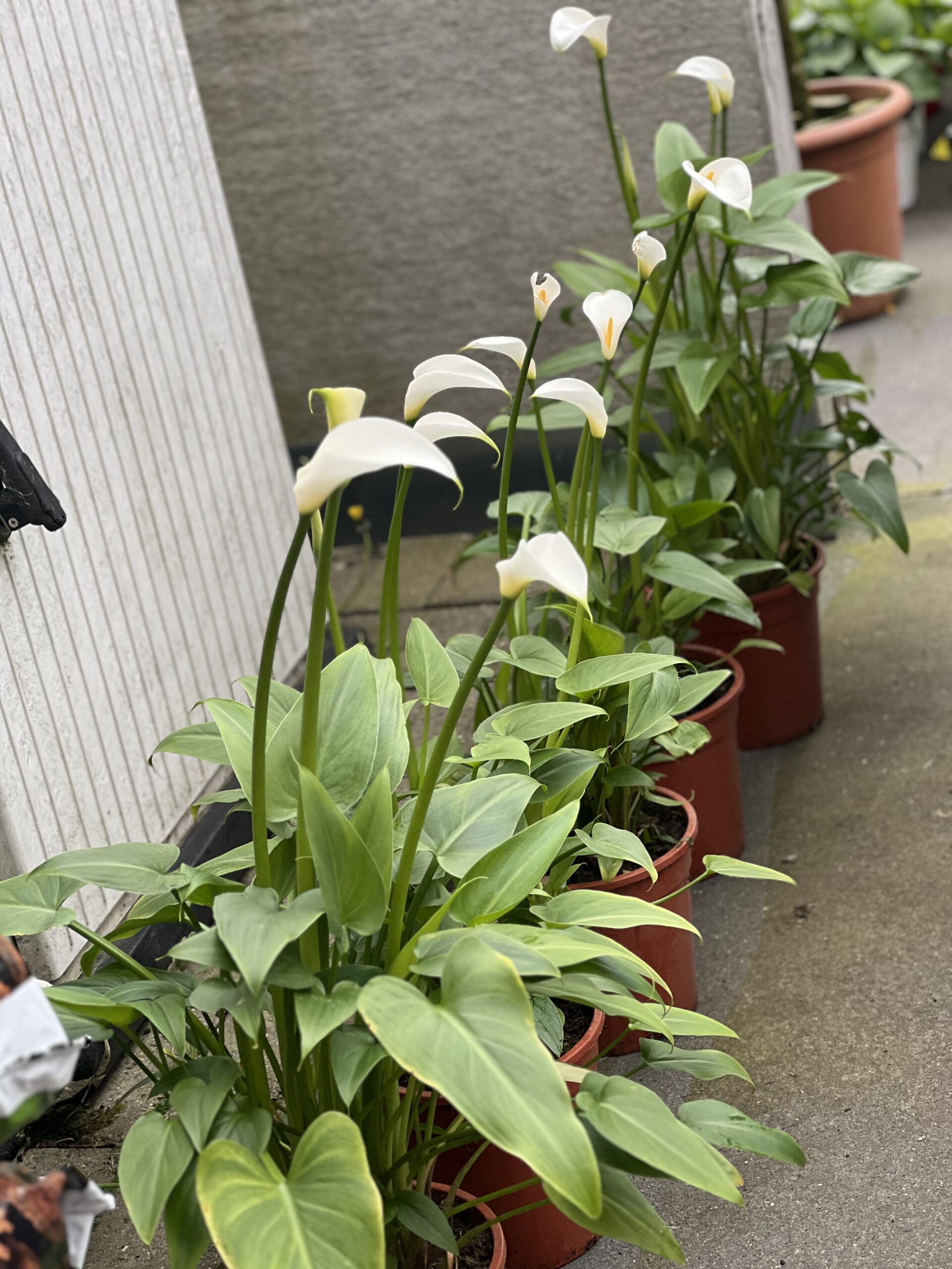 Aronskelk - Calla wit - Image 2