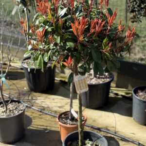 Photinia Red Robin - Glansmispel op stam 115cm