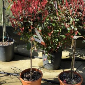 Photinia Carre Rouge - Glansmispel op stam 115cm