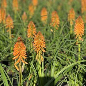 Kniphofia Pyromania Orange Blaze - Vuurpijl