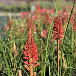 Kniphofia Pyromania Rocket Red Glare - Vuurpijl