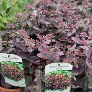 Sedum Chocolate Cherry