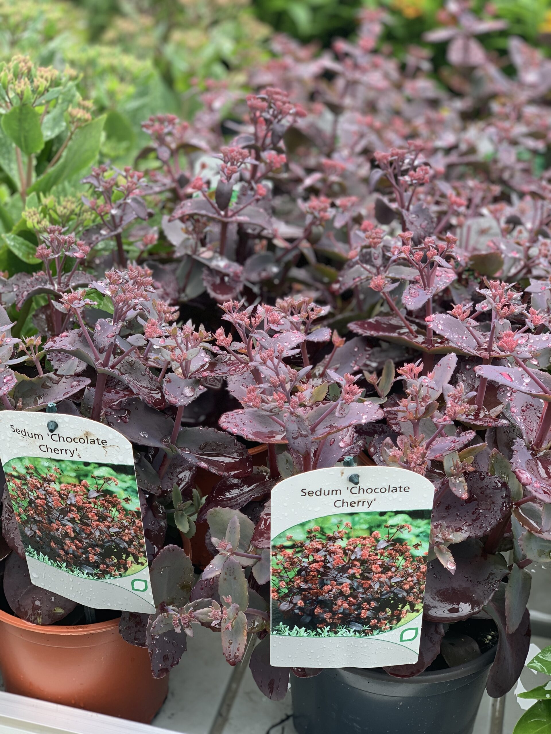 Sedum Chocolate Cherry