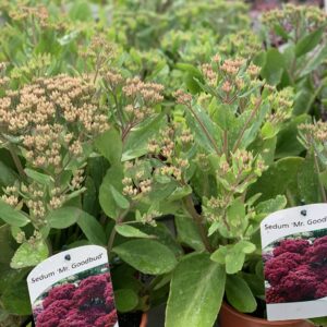 Sedum Mr. Goodbud