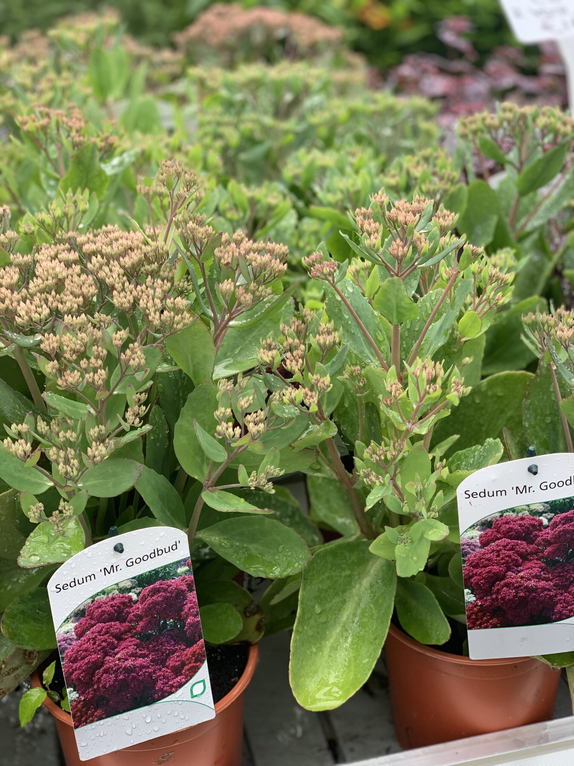 Sedum Mr. Goodbud