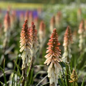 Kniphofia Orange Vanilla Popsicle - Vuurpijl