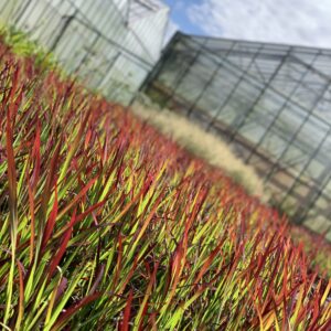 Imperata cylindrica 'Red Baron' - Japans Bloedgras