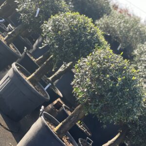 Olea Europaea - Winterharde olijfboom 170cm
