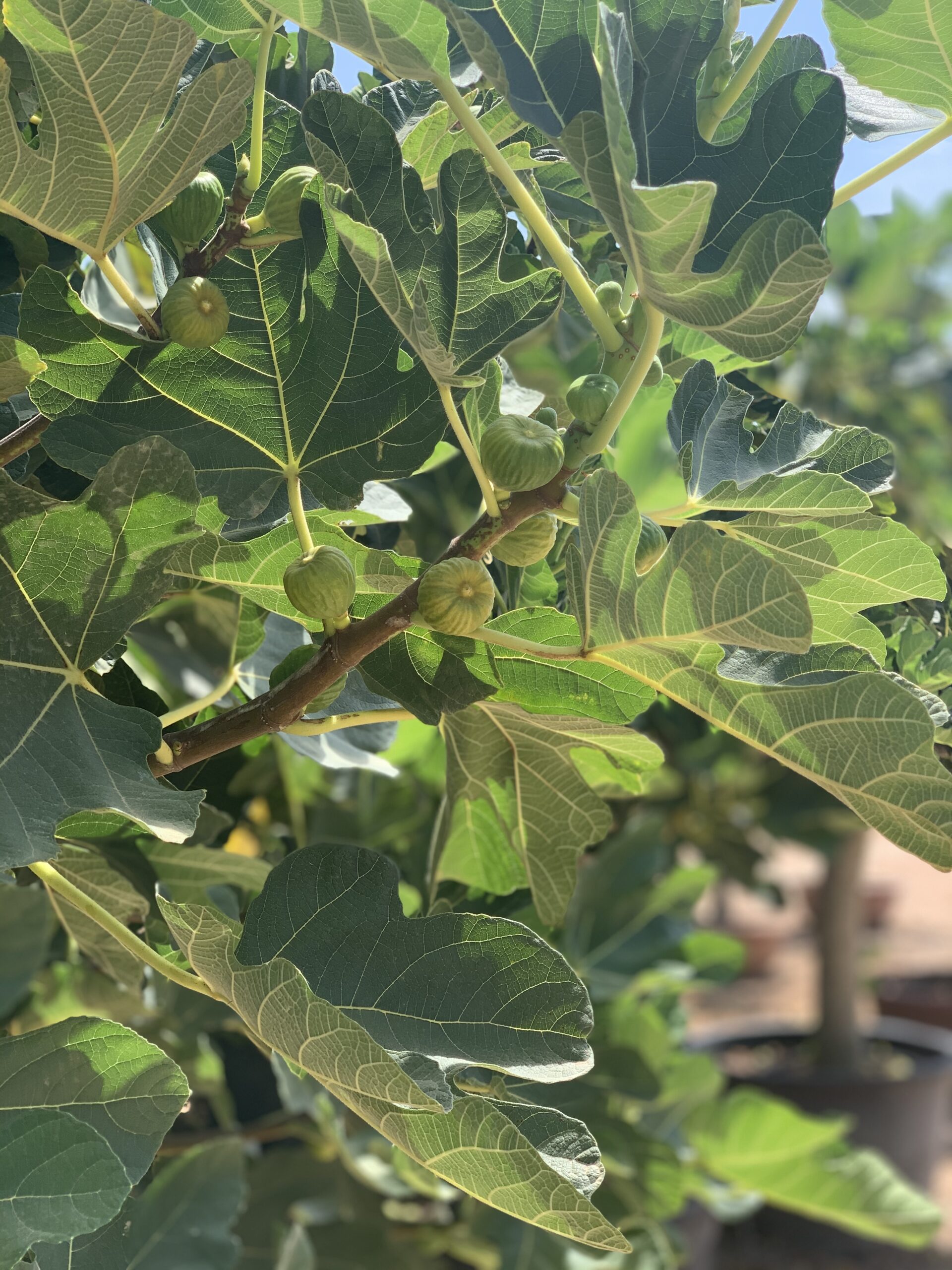 Ficus Carica - Vijgenboom 130cm - Image 4
