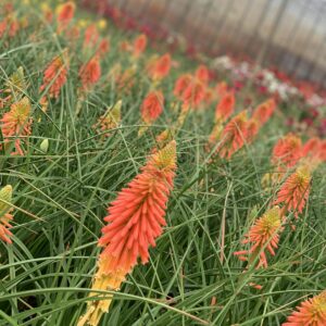Kniphofia Papaya Popsicle - Vuurpijl