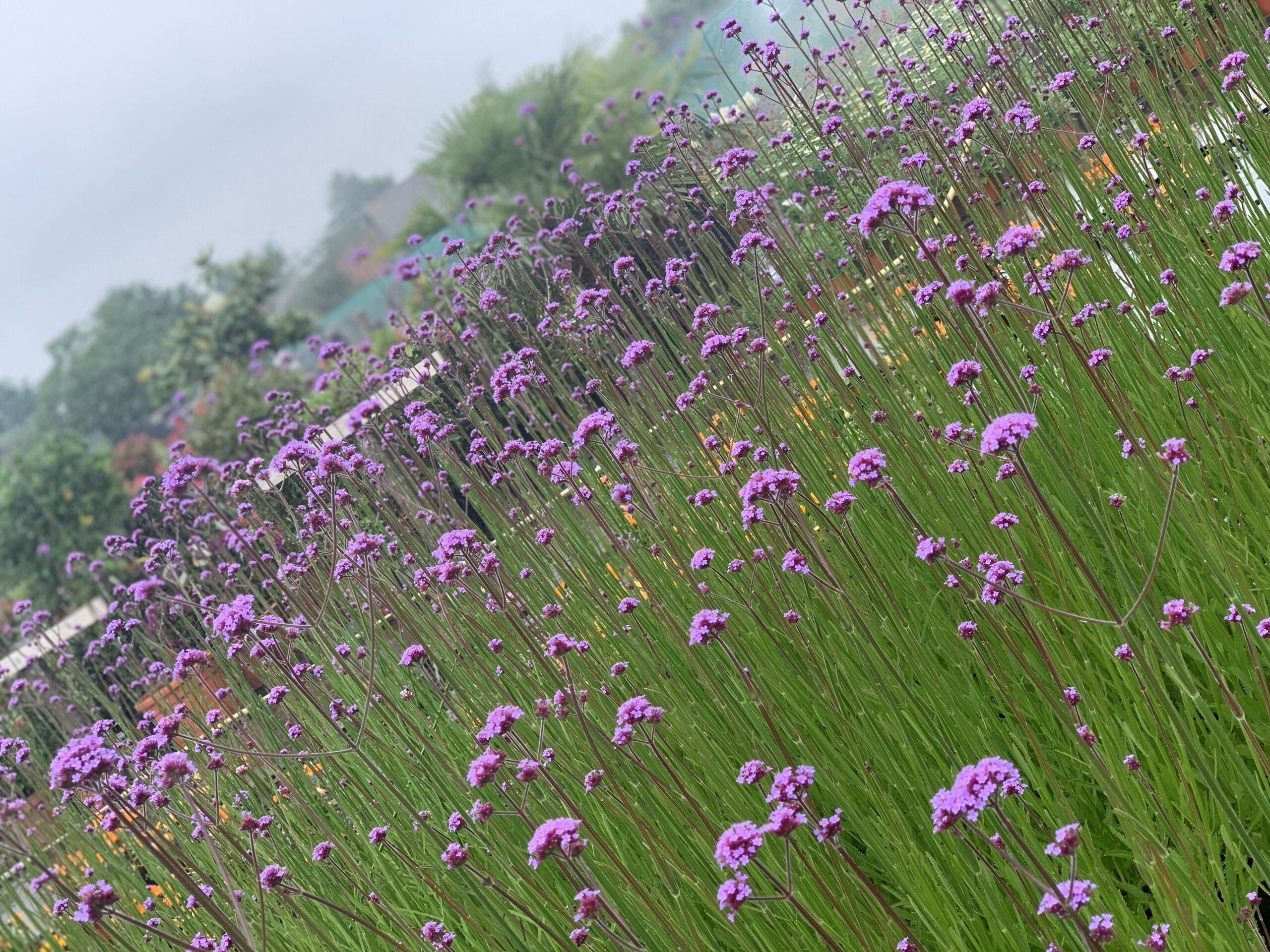 Verbena Bonariensis - Ijzerhard - Image 2