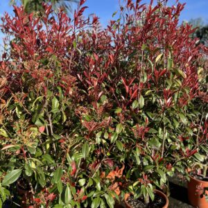 Photinia Red Robin - Glansmispel op struik 160cm