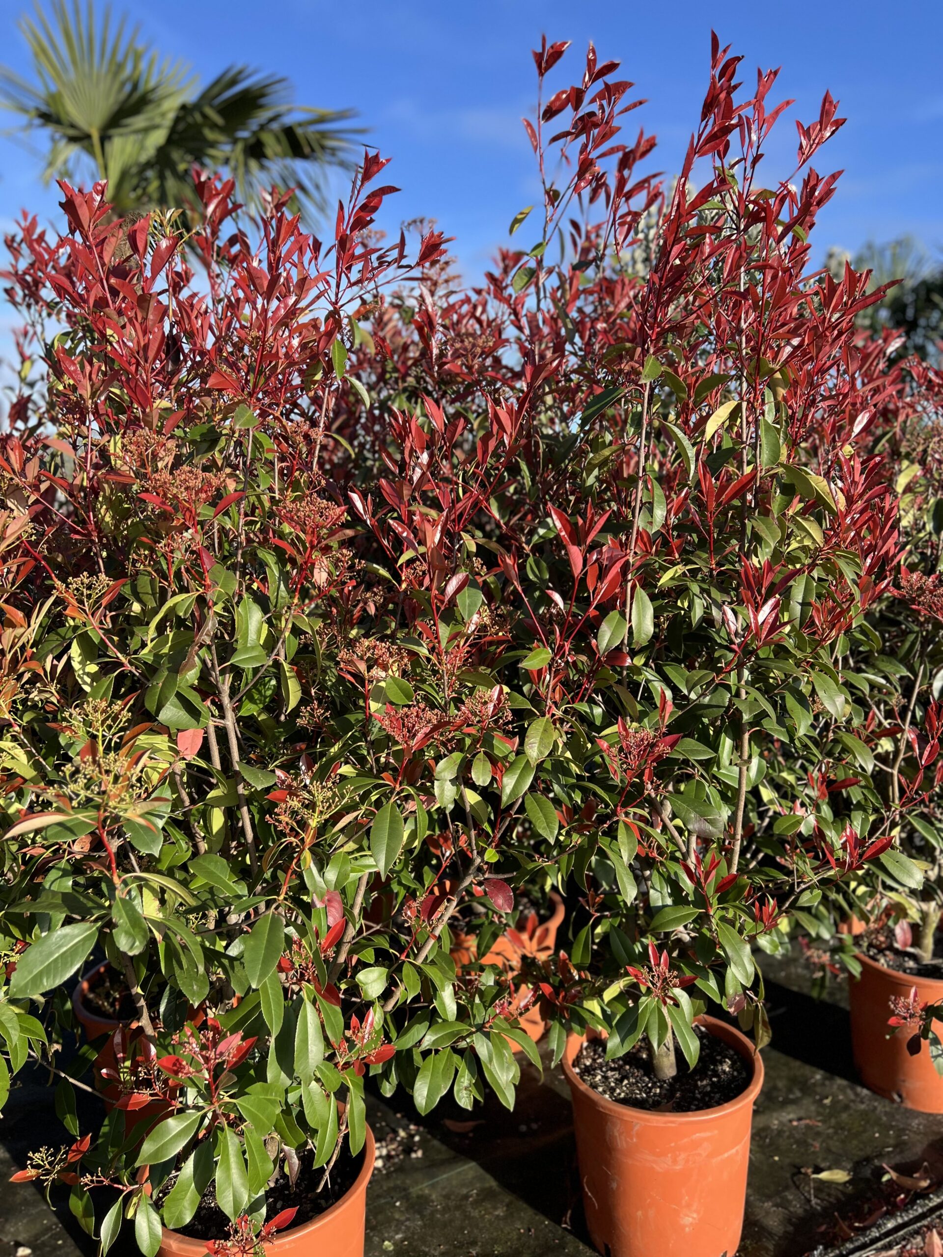 Photinia Red Robin - Glansmispel op struik 160cm