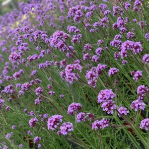 Verbena Bonariensis Meteor Shower