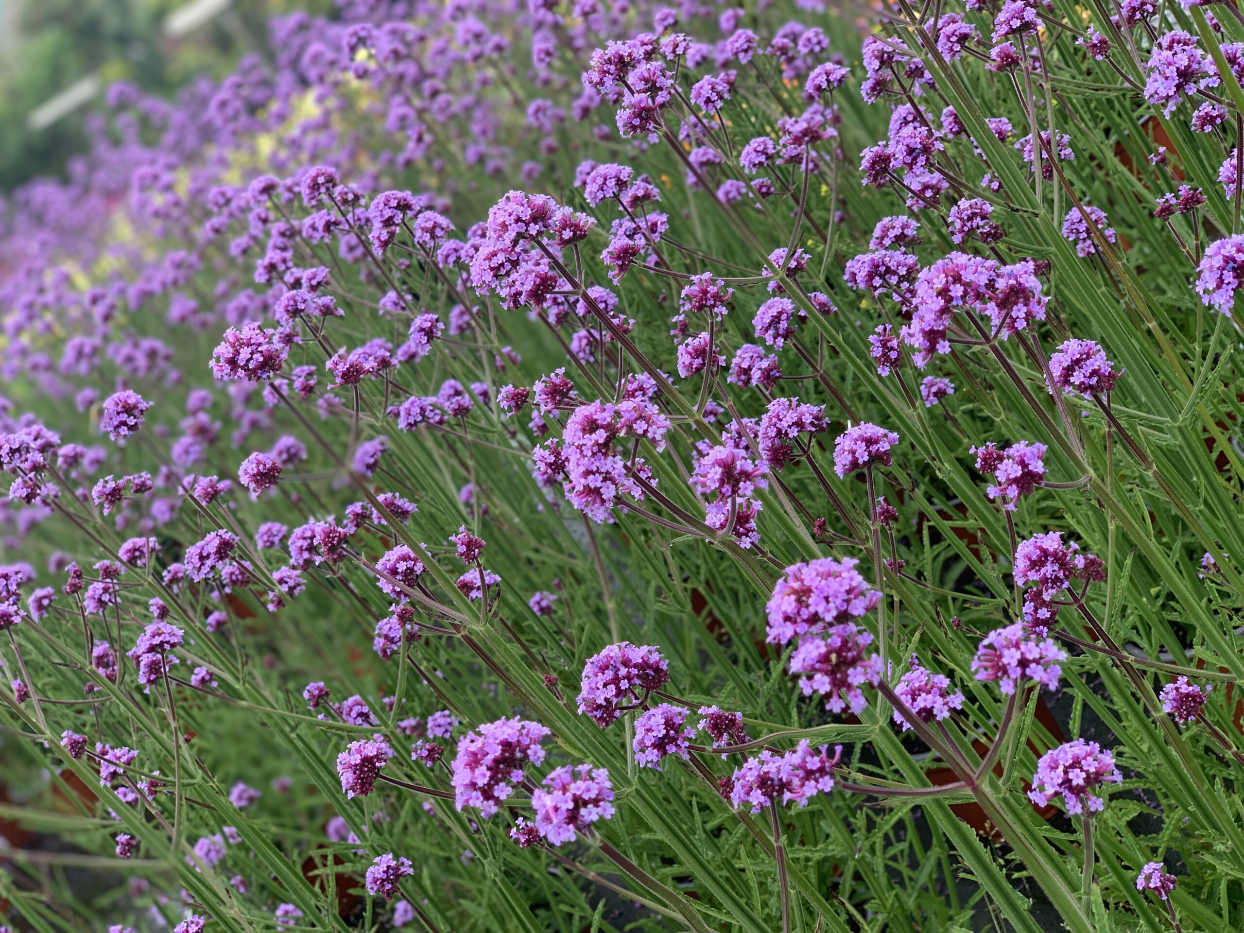 Verbena Bonariensis Meteor Shower