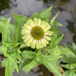Echinacea Green Jewel
