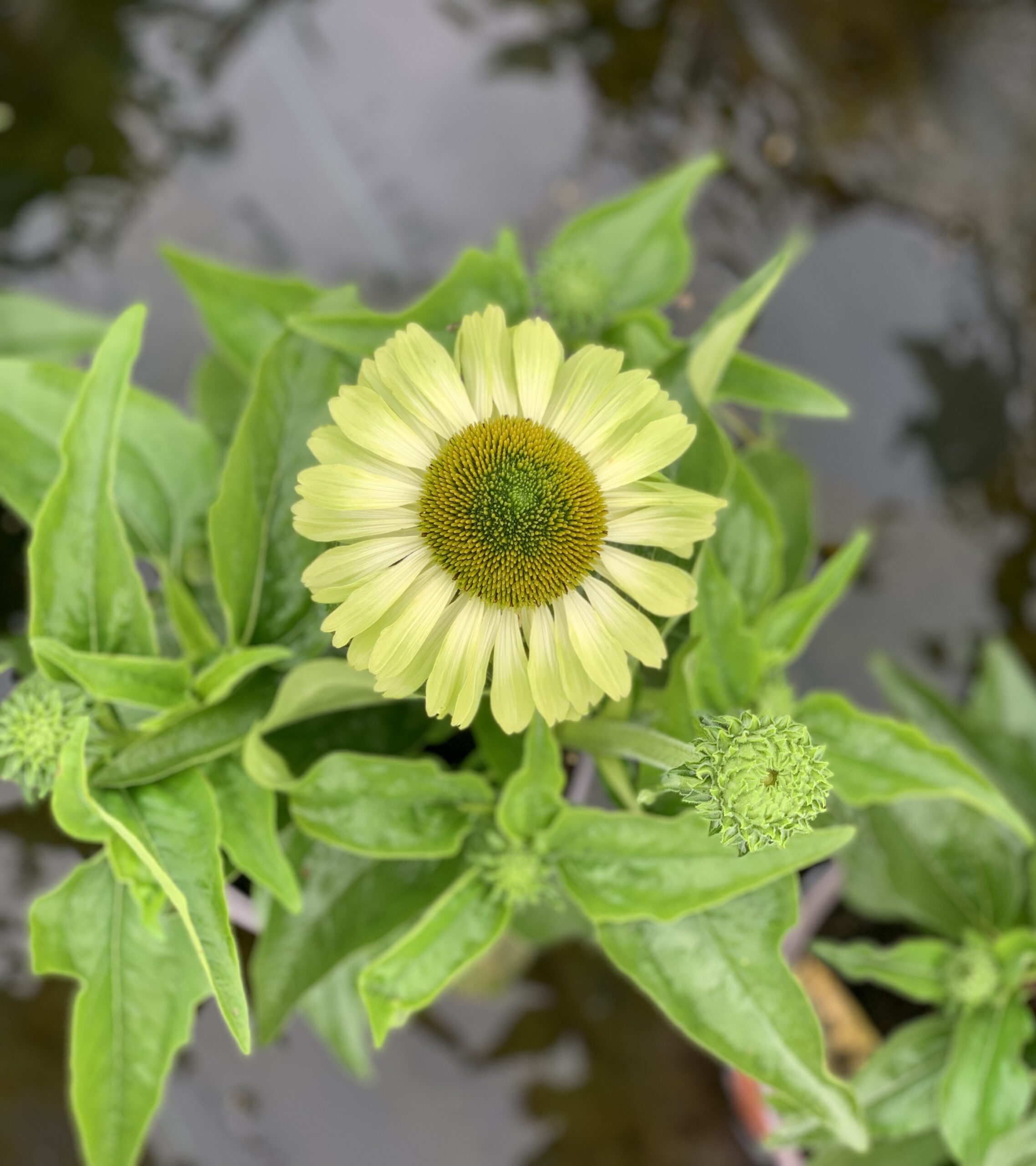 Echinacea Green Jewel
