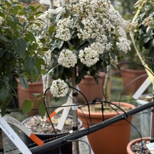 Viburnum Tinus Eve Price Stam 100cm