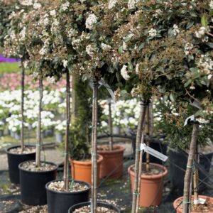 Viburnum Tinus Eve Price stam 140cm