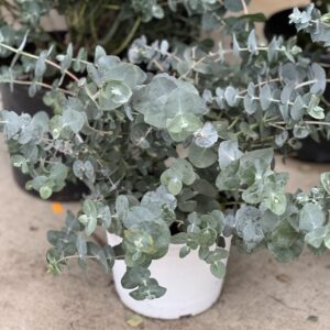 Eucalyptus Gunnii struik 25cm