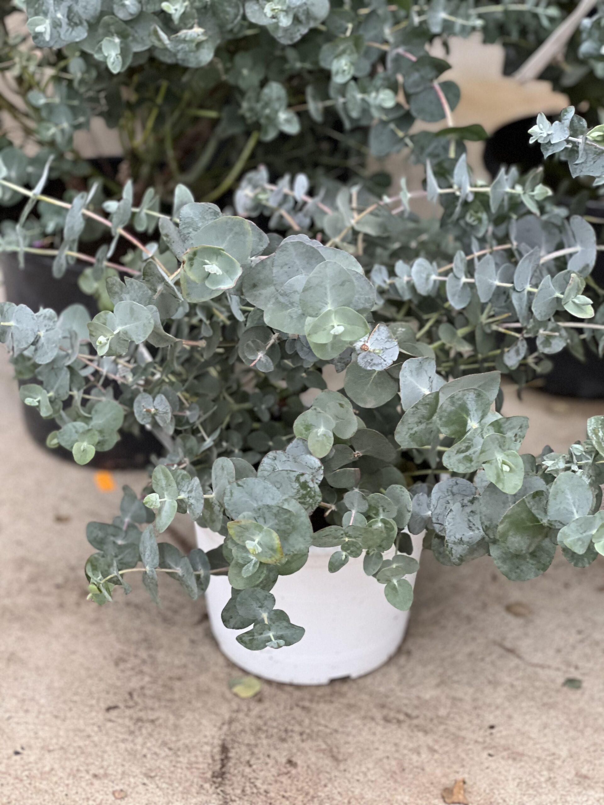 Eucalyptus Gunnii struik 25cm